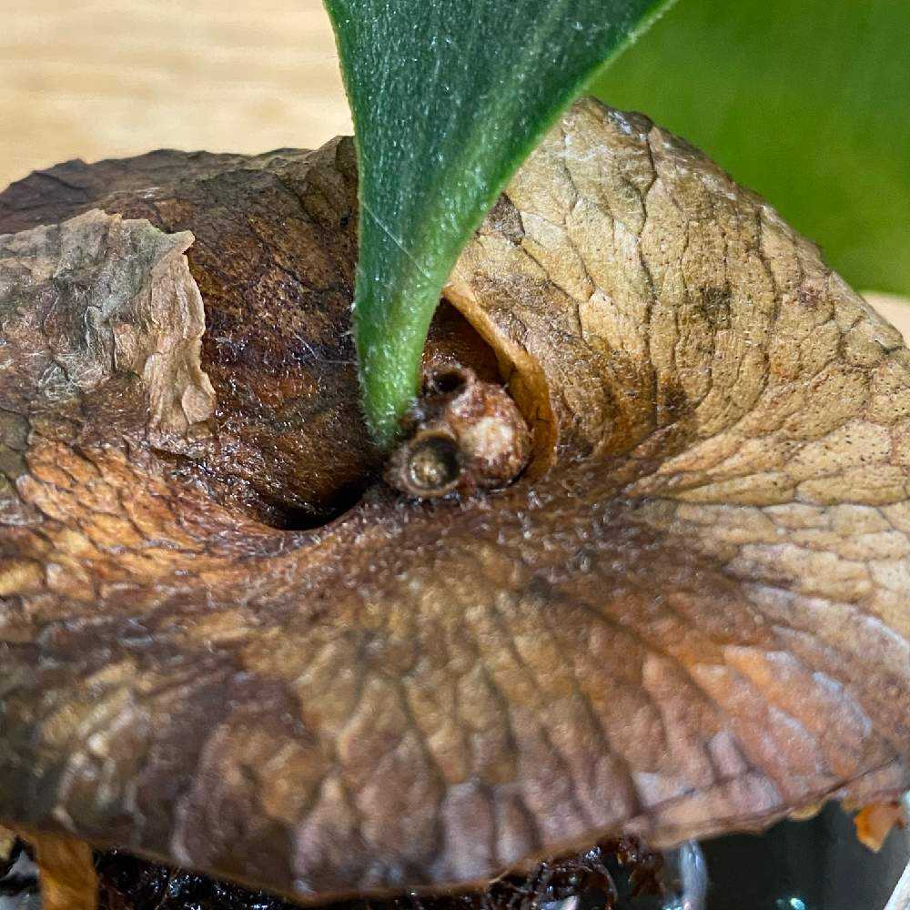 P. bifurcatum 'Short Borthong' spore ☆ 2021.8.31