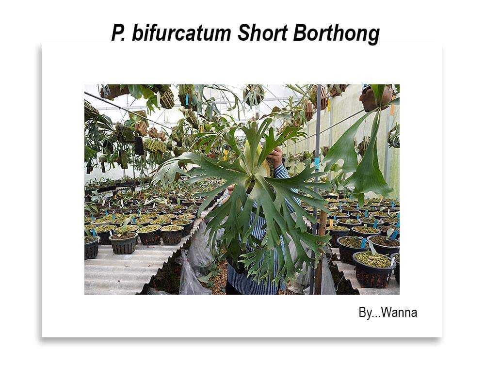 P. bifurcatum 'Short Borthong' spore ☆ 2021.8.31 🔚｜🍀GreenSnap（グリーンスナップ）