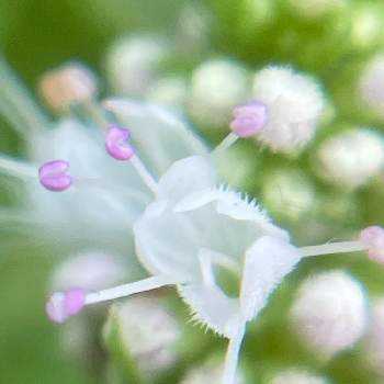 八重葎,白星八重葎,花八重葎,クリバースの画像