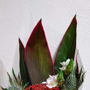 オーニソガラム シルソイデスの投稿画像一覧 Greensnap グリーンスナップ