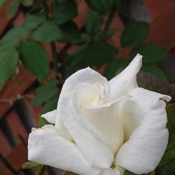 ヨハネパウロ二世の画像 by 山ちゃんさん | バラとヨハネパウロ二世と鉢植えと花のある暮らしと我が家のバラと今朝のバラ