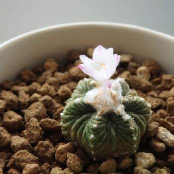 花籠の投稿画像一覧 Greensnap グリーンスナップ