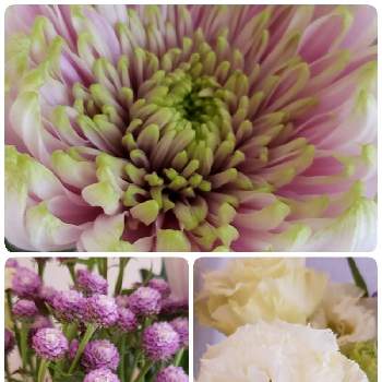 八重トルコききょうの投稿画像一覧 Greensnap グリーンスナップ