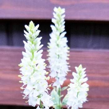 ベロニカシャーロッテの投稿画像一覧 Greensnap グリーンスナップ