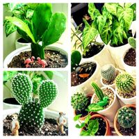 シンゴニウム,うちわさぼてん,観葉植物,サボテン科,サボテン☆の画像