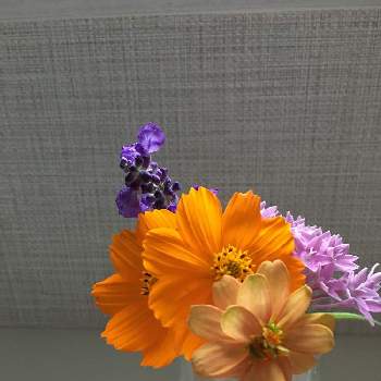 庭の花を飾るの画像 by レイマリさん | バス/トイレとキバナコスモスと庭の花を飾る