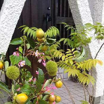かき　　柿の画像 by しずさん | 玄関とハデとかき　　柿と栗（くり）とシュウカイドウ