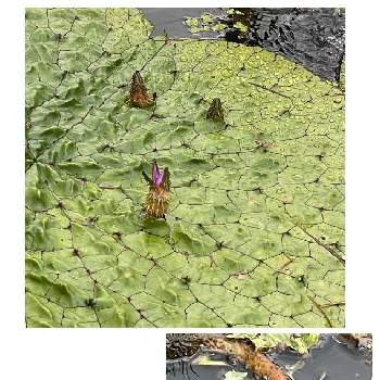 オニバスの画像 by mimimiさん | お出かけ先とオニバスと公園とカワイイ♡と綺麗な花と水生植物と紫の花