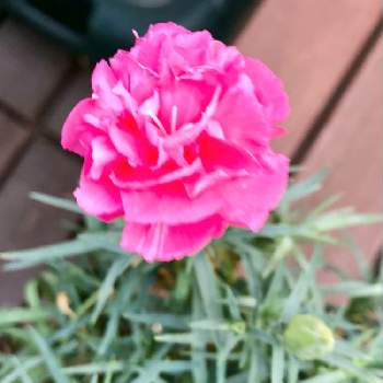 スプレー咲きの画像 by ４番中田さん | 小さな庭とピンクとスプレー咲きとナデシコ科と北海道と母の日