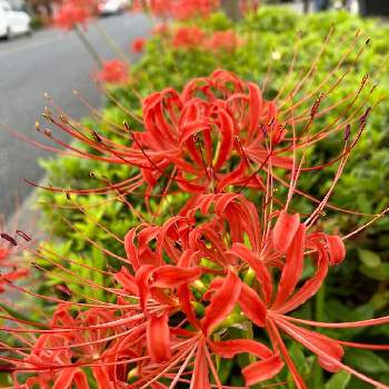 RED RED REDの画像 by さいたまさん | お出かけ先とヒガンバナと沿道に咲く花シリーズと曼珠沙華（マンジュシャゲ）と花びらの魅力✨とRED RED RED