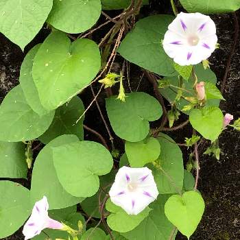 西洋朝顔 ミルキーウェイの投稿画像一覧 Greensnap グリーンスナップ