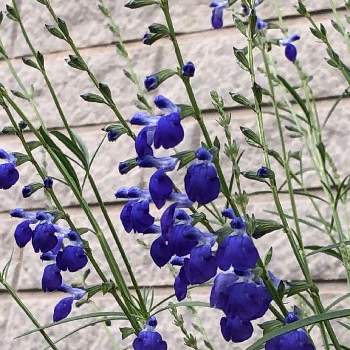 宿根草メインの庭の画像 by Marillaさん | 小さな庭とｺﾊﾞﾙﾄ ｾｰｼﾞと半日陰の庭とはなのある暮らしと宿根草メインの庭と狭小庭と青い花大好き