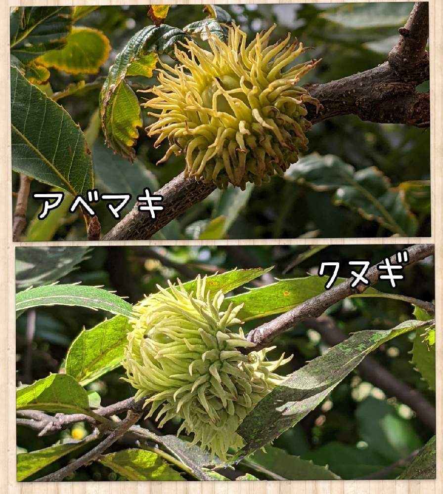 アベマキの投稿画像 By 青柑さん クヌギとドングリの木とブナ科とどんぐりの実とコナラ属とドングリとアベマキのドングリとクヌギのどんぐりと小さな庭と ドングリの木とブナ科とどんぐりの実とコナラ属とドングリ 21月9月14日 Greensnap グリーンスナップ