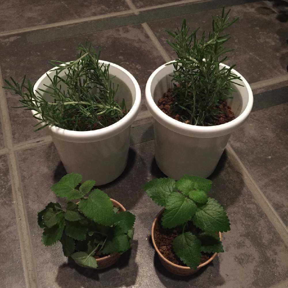 ローズマリー レモンバーム Greensnap グリーンスナップ