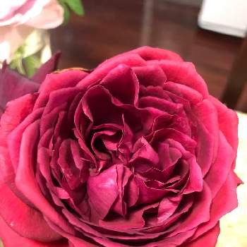 夏のバラの画像 by アンナプルナさん | バラ　ゲーテローズと夏のバラとばら バラ 薔薇と水曜ローズショーと薔薇に魅せられてとバラ大好きとマイガーデンとバラのある暮らしと花のある暮らしとピンクワールドへようこそ