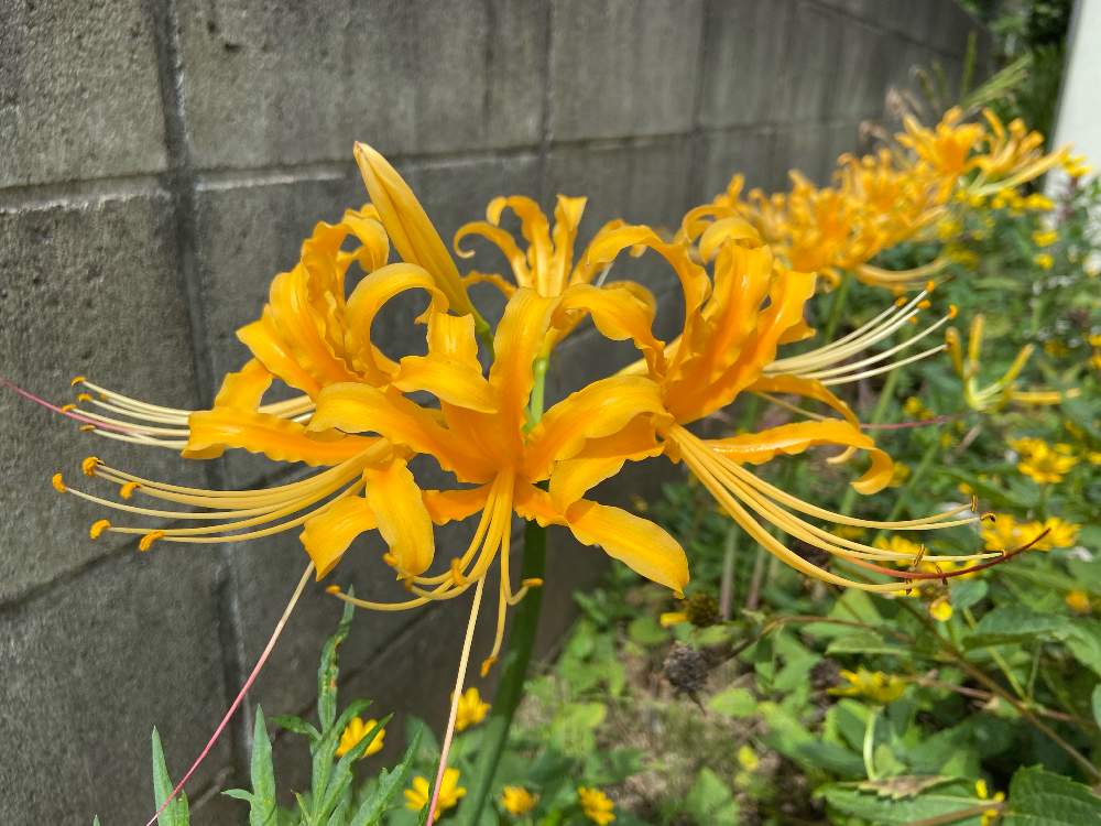 ショウキズイセンの投稿画像 By ビビマロンさん 彼岸花とリコリスと黄色の花と紫色の花と黄色のお花とお出かけ先と黄色の花と紫色の花と黄色のお花 21月9月15日 Greensnap グリーンスナップ Greensnap グリーンスナップ