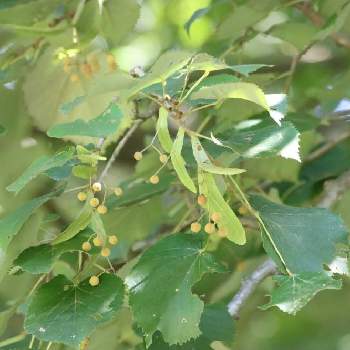 仏陀の菩提樹の投稿画像一覧｜🍀GreenSnap（グリーンスナップ）