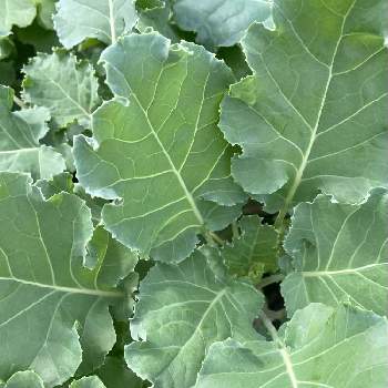 プチヴェールの投稿画像一覧 Greensnap グリーンスナップ