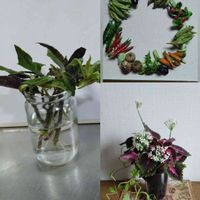 コリウス,ニラの花,水前寺菜,おかワカメの花,愚作の画像