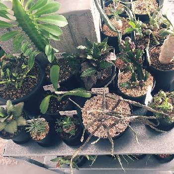 万年青 の投稿画像一覧 Greensnap グリーンスナップ