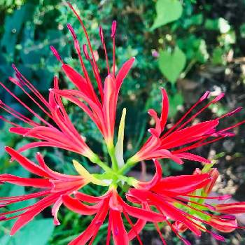 赤い彼岸花の画像 by たかちゃんさん | 小さな庭と秋の気配と赤い彼岸花と毎年楽しむ