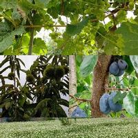 プルーンの育て方 栽培 苗木の植え付け 剪定 収穫の時期や方法は Greensnap グリーンスナップ