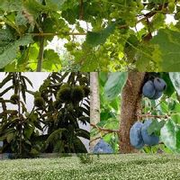 プルーンの育て方 栽培 苗木の植え付け 剪定 収穫の時期や方法は Greensnap グリーンスナップ プルーンの育て方 栽培 苗木の植え付け 剪定 収穫の時期や方法は Greensnap グリーンスナップ