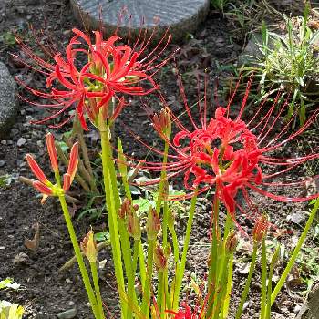 中国原産の投稿画像一覧 Greensnap グリーンスナップ