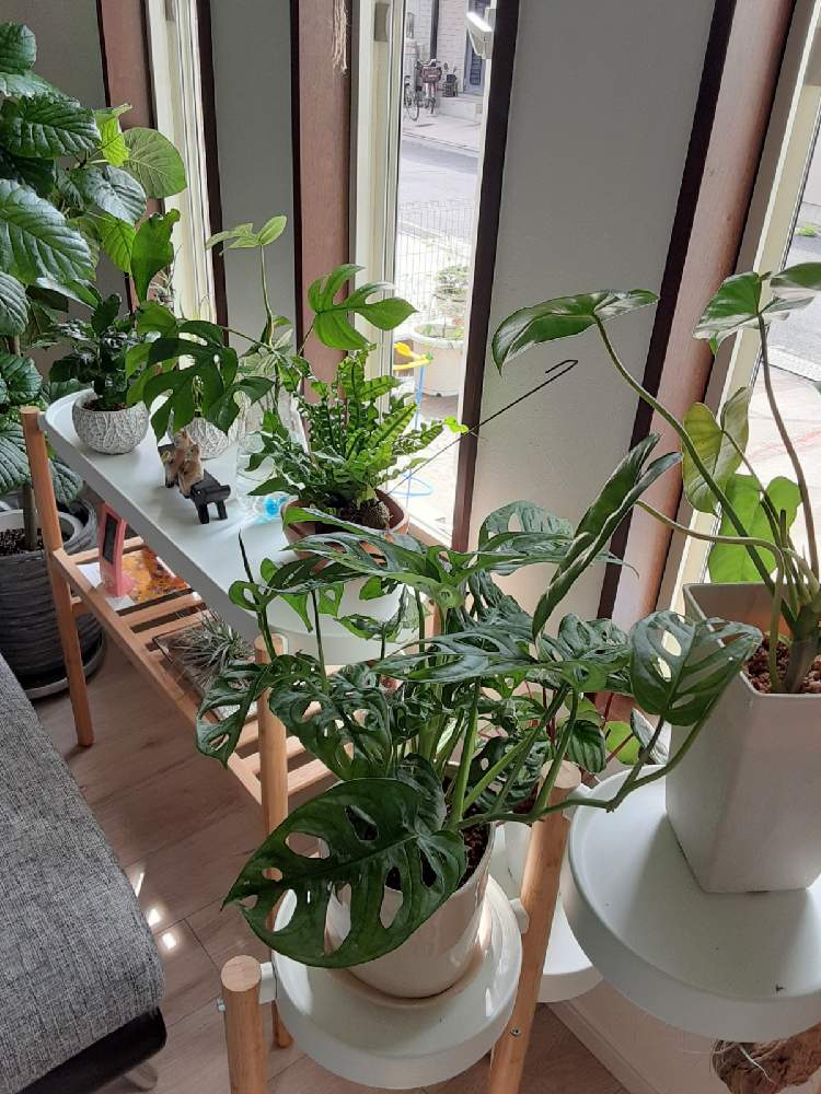 フィロデンドロン バールマルクスの投稿画像 By Sayo さん マドカズラとアスプレニウム エメラルドウェーブとヒメモンステラとウンベラータとコーヒーの木と窓辺と観葉植物と植物のある暮らしと植中毒と観葉植物と植物のある暮らしと植中毒 21月9月15日