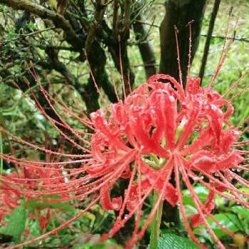 中国原産の投稿画像一覧 Greensnap グリーンスナップ