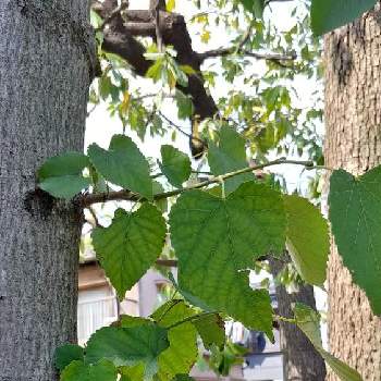 菩提樹の投稿画像一覧|🍀GreenSnap(グリーンスナップ)