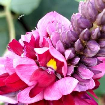 葛（くず）の画像 by ユミティさん | お出かけ先と葛（くず）と紅紫色の花と赤いお花と紫色の花と公園でお散歩と紫色のお花と赤い花と公園のお花と公園の花