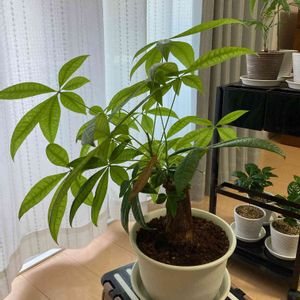 100均のパキラ,観葉植物,100均観葉植物,元気に育ててますよ,窓辺の画像