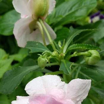 薔薇咲きの画像 by スイトピー好きさん | 小さな庭とインパチェンスと優しい色と癒される♡と薔薇咲き