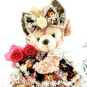 松ぼっくりの画像