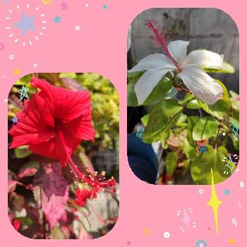 ハワイ系原種ハイビスカス ワイメアエの投稿画像一覧 Greensnap グリーンスナップ