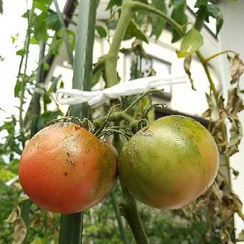 大玉トマトの画像 by ふうふうさん | 畑と大玉トマトと雨ざらしと夏休みの宿題とおうちde菜園