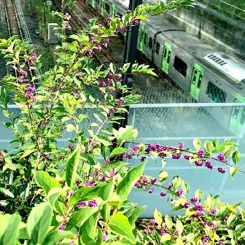 紫式部の実の画像 by ハルちゃんさん | お出かけ先と新宿新南口と紫式部の実と季節の花と秋の気配と花のある暮らし