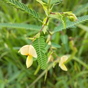 面白い形の投稿画像一覧 Greensnap グリーンスナップ