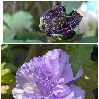 ムクゲの花の画像 by Cookieさん | 小さな庭とムクゲと八重咲き 大好き*とわれら17年組とムクゲの花と9月と青い花マニアと紫玉と紫の花