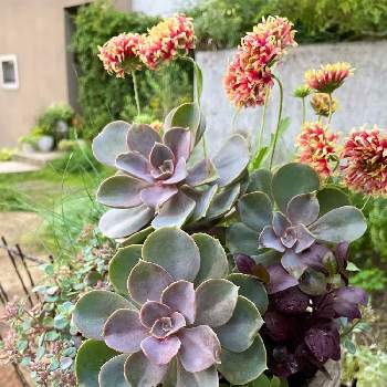 フェスツカグラウカの投稿画像一覧 Greensnap グリーンスナップ