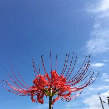 iPhone6sの画像 by midoさん | 車庫とヒガンバナと熊本と昼散歩とiPhone6sと光合成と上を向いて歩こうと花のある暮らしと青空