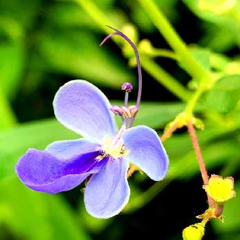 ブルーバタフライフラワーの投稿画像一覧 Greensnap グリーンスナップ