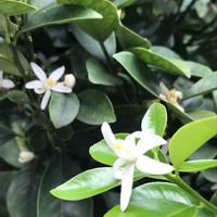 キンカン,小さな庭の画像