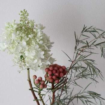 紫陽花水無月の投稿画像一覧 Greensnap グリーンスナップ