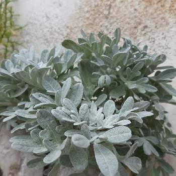 アルテミシアの投稿画像一覧 Greensnap グリーンスナップ