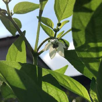 シシトウの花の投稿画像一覧 Greensnap グリーンスナップ