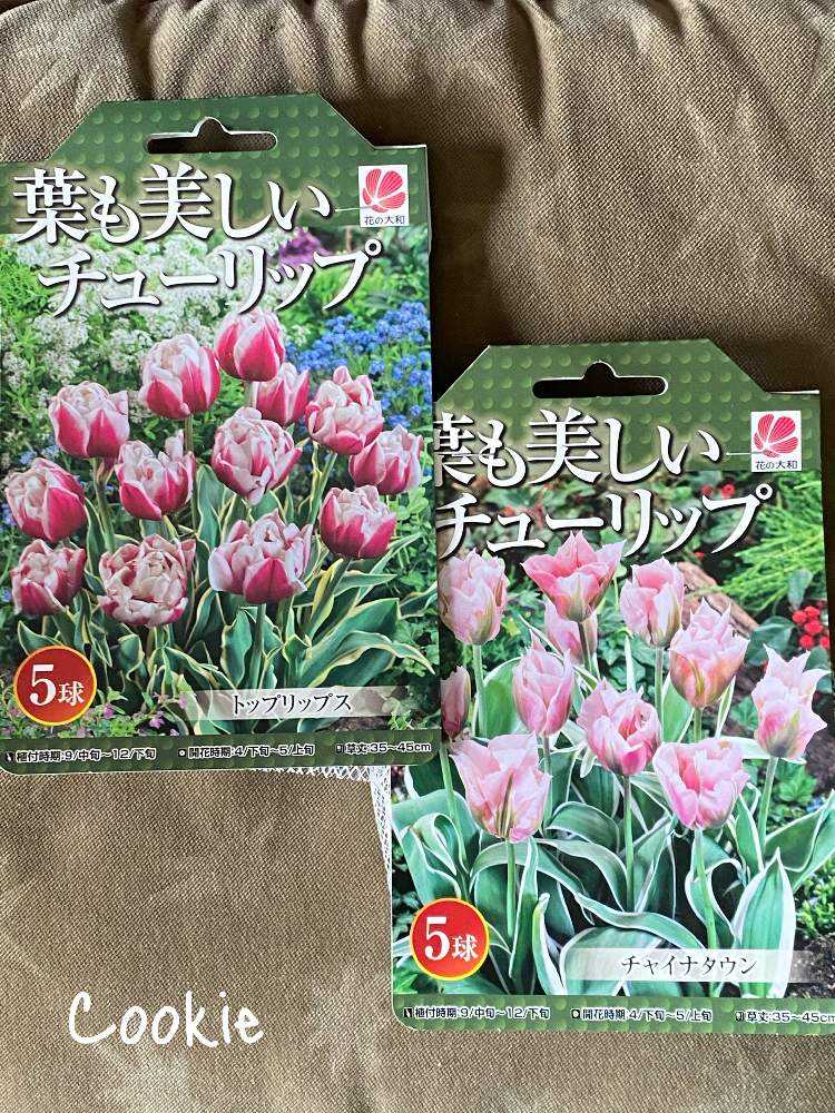 冷蔵 アイスチューリップ 八重咲き『テータテートタテタ』3球 早く