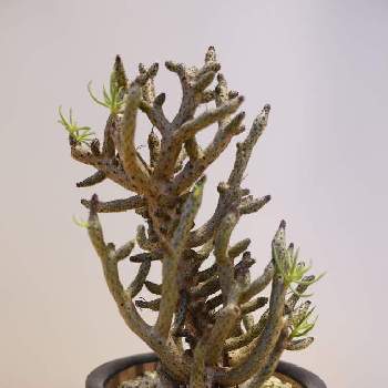 冬型植物の画像 by hananoyumeLaWさん | チレコドン ブッコルジアヌスとチレコドン・ブッコルジアヌスと冬型塊根と冬型と冬型植物とチレコドン属と珊瑚