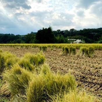 日本の里　原風景の画像 by ひみつのアッコちゃんさん | お出かけ先と稲刈りと、藁束と実りの秋と私のお気に入りと稲刈りと藁と日本の里　原風景